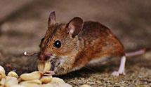 24 Hour & Emergency Exterminators in Desoto, TX